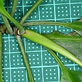 Bruguiera x rhynchopetala (cross between B gymnorhiza and sexangula) in East Trinity (Queensland Australia)<br />The groove on the upper side of petiole extends more than half way.<br />Canon EOS KDX (400D) + EFS60 F2.8